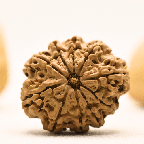 10 Mukhi Nepali Rudraksha - Super Collector