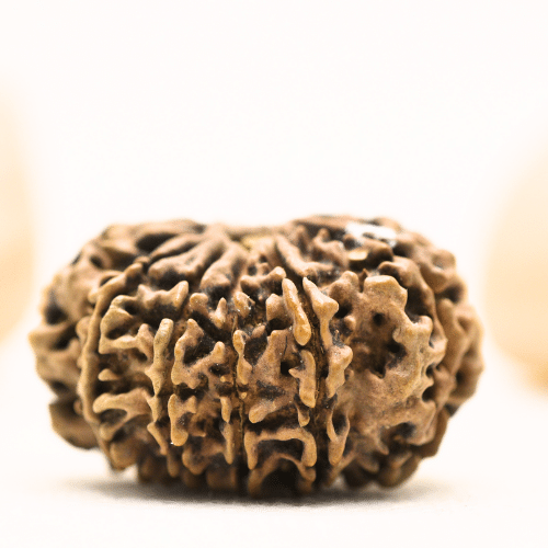 10 Mukhi Nepali Rudraksha - Super Collector