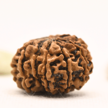 11 Mukhi Nepali Rudraksha - Collector