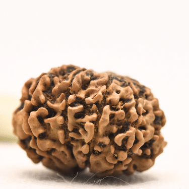 11 Mukhi Nepali Rudraksha - Collector