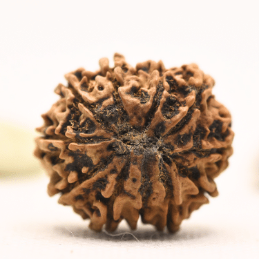 11 Mukhi Nepali Rudraksha - Collector