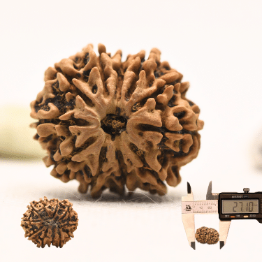 11 Mukhi Nepali Rudraksha - Collector