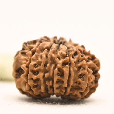 11 Mukhi Nepali Rudraksha - Collector