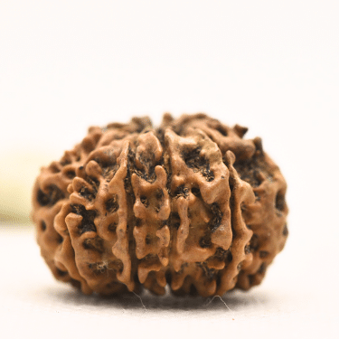 11 Mukhi Nepali Rudraksha - Collector