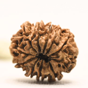 11 Mukhi Nepali Rudraksha - Collector