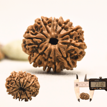 11 Mukhi Nepali Rudraksha - Collector