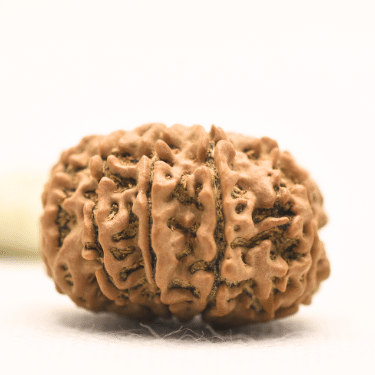 11 Mukhi Nepali Rudraksha - Collector
