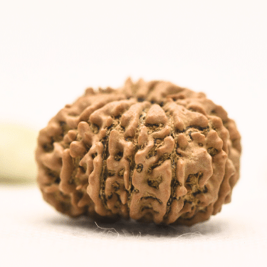 11 Mukhi Nepali Rudraksha - Collector