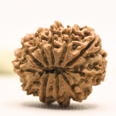 11 Mukhi Nepali Rudraksha - Collector