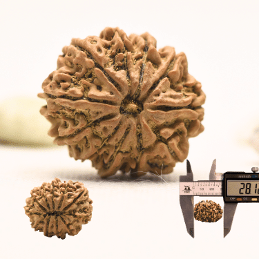 11 Mukhi Nepali Rudraksha - Collector