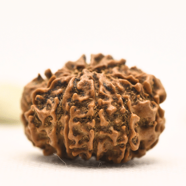 11 Mukhi Nepali Rudraksha - Collector