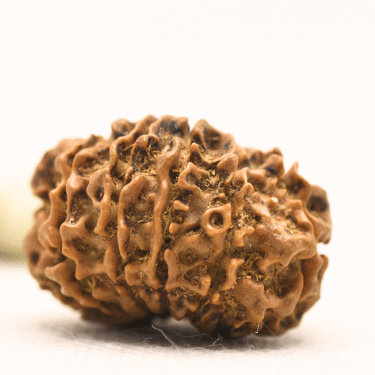 11 Mukhi Nepali Rudraksha - Collector