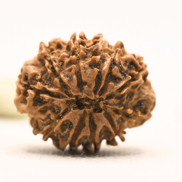 11 Mukhi Nepali Rudraksha - Collector