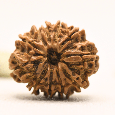 11 Mukhi Nepali Rudraksha - Collector