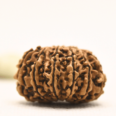 11 Mukhi Nepali Rudraksha - Collector