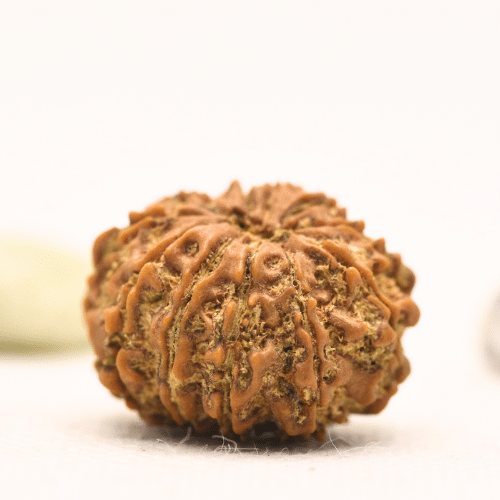 11 Mukhi Nepali Rudraksha - Large