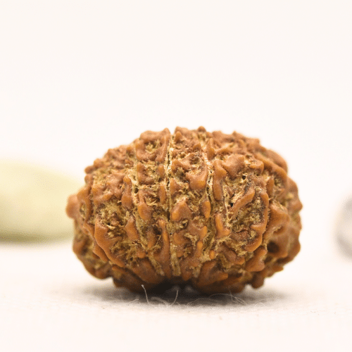 11 Mukhi Nepali Rudraksha - Large