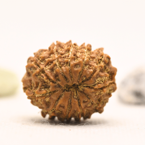 11 Mukhi Nepali Rudraksha - Large