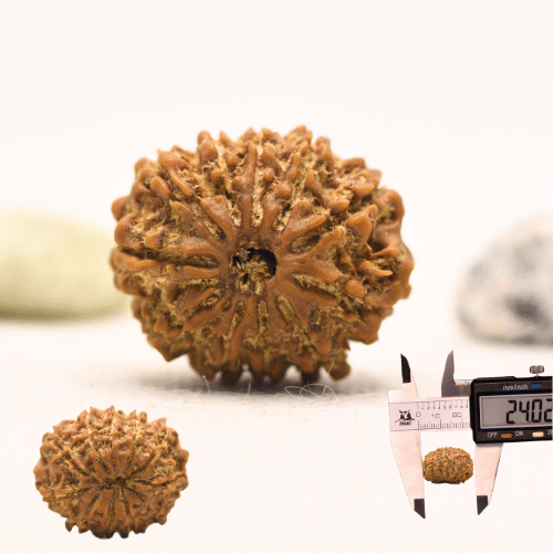 11 Mukhi Nepali Rudraksha - Large