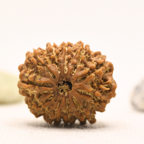 11 Mukhi Nepali Rudraksha - Large