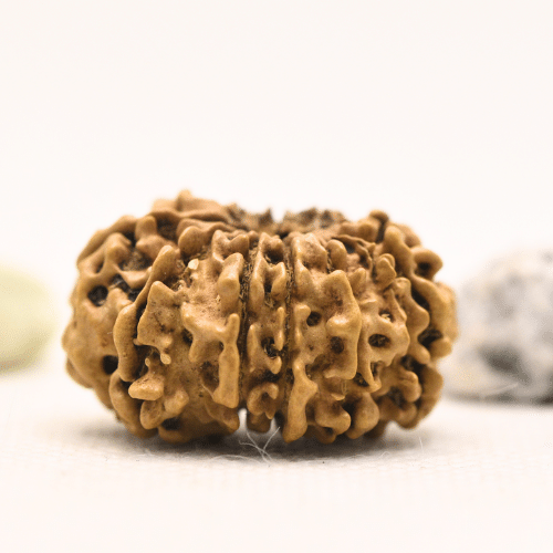 11 Mukhi Nepali Rudraksha - Large