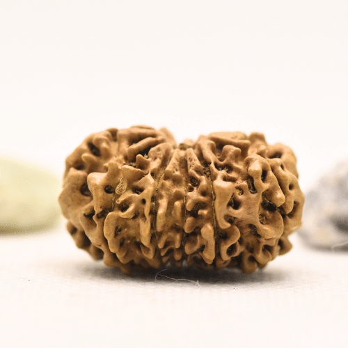 11 Mukhi Nepali Rudraksha - Large