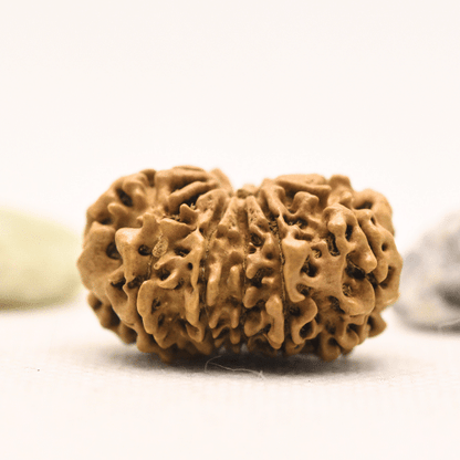 11 Mukhi Nepali Rudraksha - Large