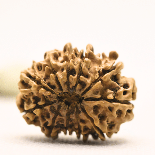 11 Mukhi Nepali Rudraksha - Large