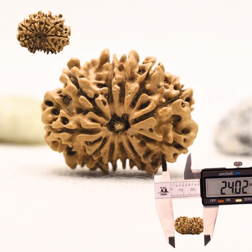 11 Mukhi Nepali Rudraksha - Large