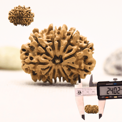 11 Mukhi Nepali Rudraksha - Large