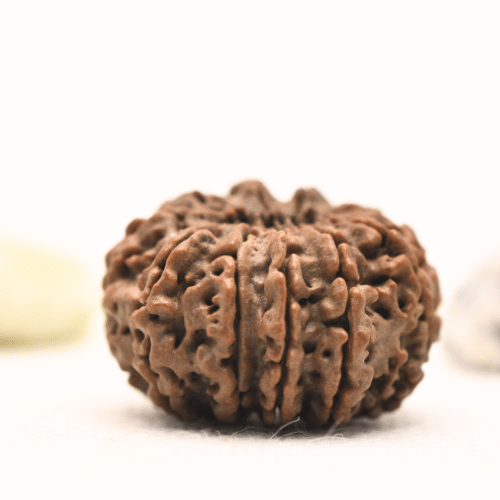 11 Mukhi Nepali Rudraksha - Large