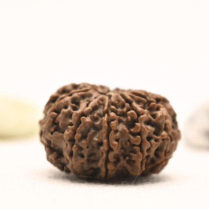 11 Mukhi Nepali Rudraksha - Large