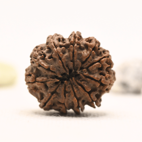 11 Mukhi Nepali Rudraksha - Large
