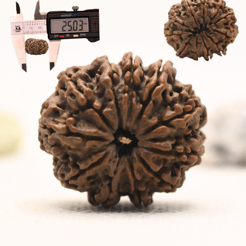 11 Mukhi Nepali Rudraksha - Large