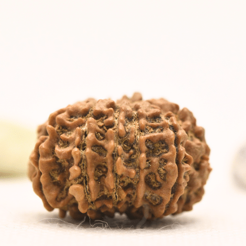 11 Mukhi Nepali Rudraksha - Large