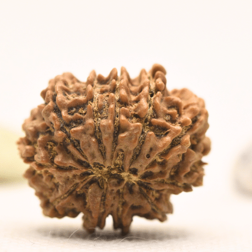 11 Mukhi Nepali Rudraksha - Large