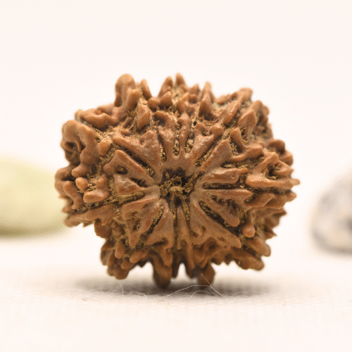 11 Mukhi Nepali Rudraksha - Large