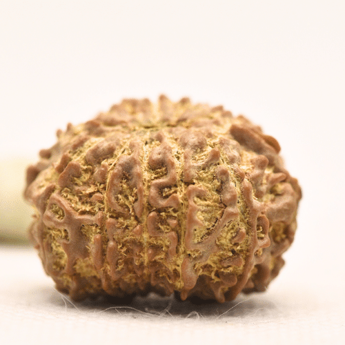 11 Mukhi Nepali Rudraksha - Large