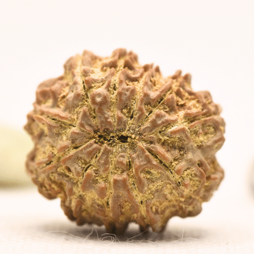 11 Mukhi Nepali Rudraksha - Large