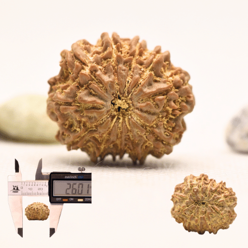 11 Mukhi Nepali Rudraksha - Large