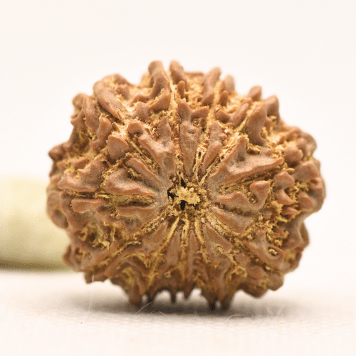 11 Mukhi Nepali Rudraksha - Large