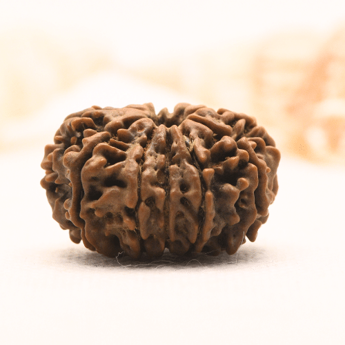 11 Mukhi Nepali Rudraksha - Super Collector