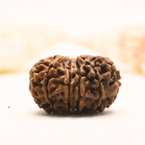 11 Mukhi Nepali Rudraksha - Super Collector