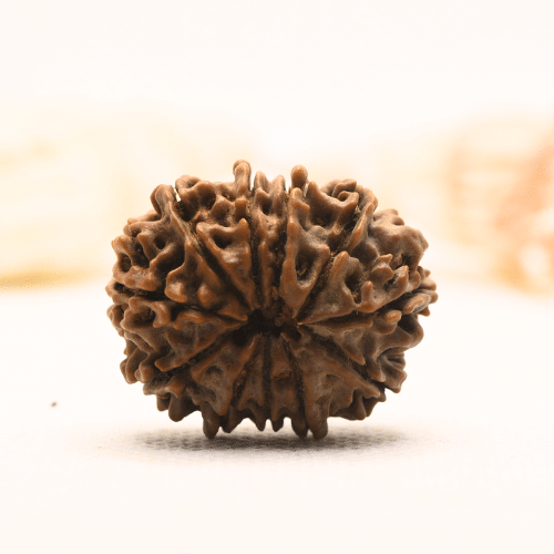 11 Mukhi Nepali Rudraksha - Super Collector