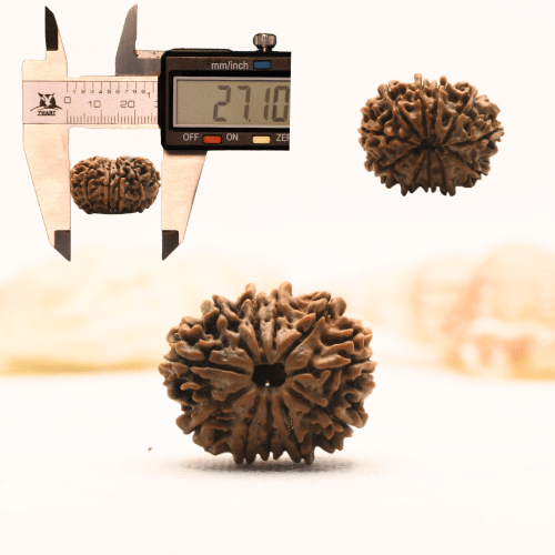 11 Mukhi Nepali Rudraksha - Super Collector