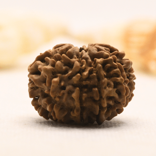 11 Mukhi Nepali Rudraksha - Super Collector