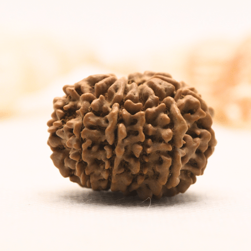 11 Mukhi Nepali Rudraksha - Super Collector