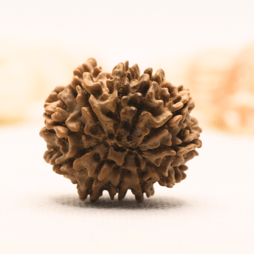 11 Mukhi Nepali Rudraksha - Super Collector