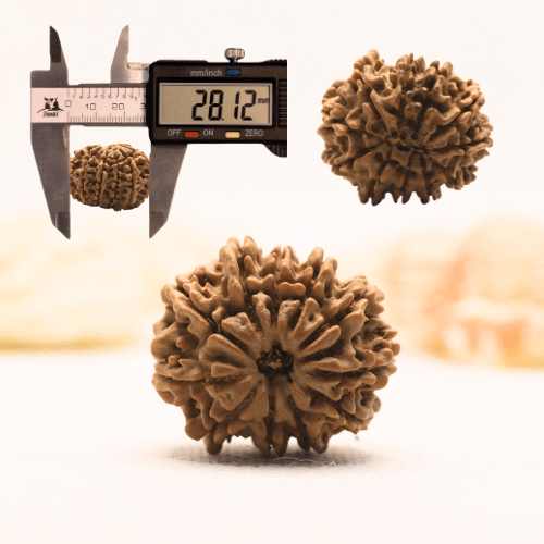 11 Mukhi Nepali Rudraksha - Super Collector