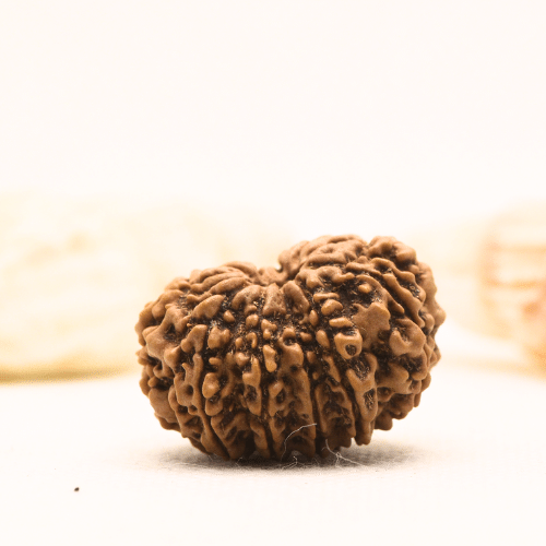 11 Mukhi Nepali Rudraksha - Super Collector